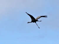 2016-05-18 14h23m21 - Kraanvogel - Aat Bender